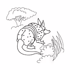 Armadillo In Search For Food Armadillo-In-Search-For-Food-16