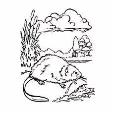 Baby Beaver Baby Beaver Picture to Color