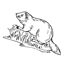 Coloring Sheet of Beaver climbing The Tree