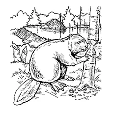 Image of Beavers Gnawing Trees to Color