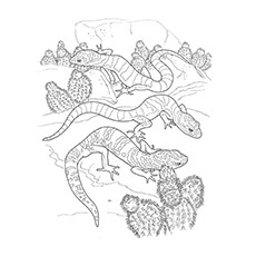 Gecko Coloring Pages - Bibron’s Gecko