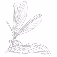 Dragonfly Coloring Page - Black Saddlebags Skimmer Dragonfly Coloring Page - Black Saddlebags Skimmer