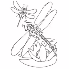 Dragonfly Coloring Page - Blue-Eyed Darner Dragonfly Coloring Page - Blue-Eyed Darner