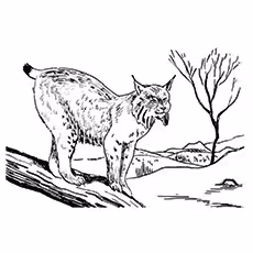 Lynx Coloring Page - Bob Cat Lynx Coloring Page - Bob Cat