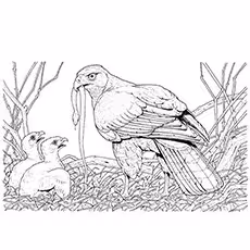Broad-Winged Hawk Coloring Pages Broad-Winged Hawk Coloring Pages