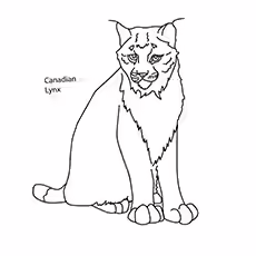 Canada Lynx Canada Lynx 17