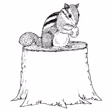 Chipmunk Coloring Pages - Chipmunk