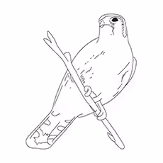 Chipping Sparrow Coloring Page Chipping Sparrow Coloring Page