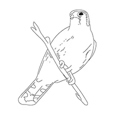 Chipping Sparrow Coloring Page