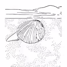 Clam Coloring Page - Cockle Clam