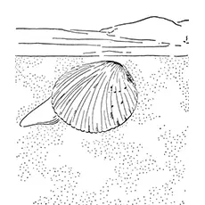 Clam Coloring Page - Cockle Clam