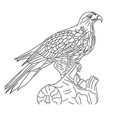 Common Black Hawk Coloring Pages