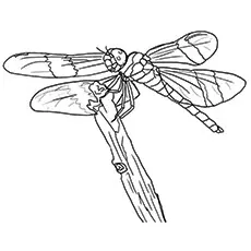 Dragonfly Coloring Page - Common Green Darner