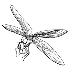 Common Sand Dragonfly Coloring Page 