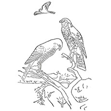 Cooper’s Hawk Coloring Pages