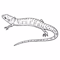 Gecko Coloring Pages - Crested Gecko