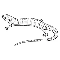 Gecko Coloring Pages - Crested Gecko