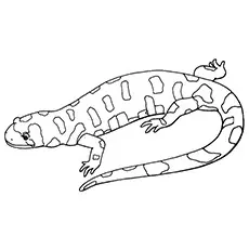 Iguana Coloring Page - Cuban Rock Iguana