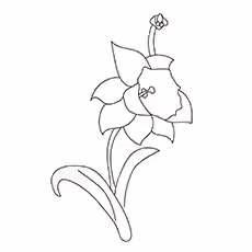 Cyclamineus Cyclamineus-16