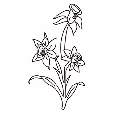 Daffodil Daffodil-16
