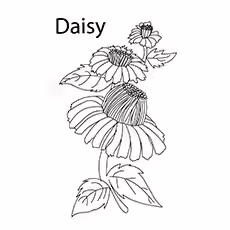 Daisy Daisy-16