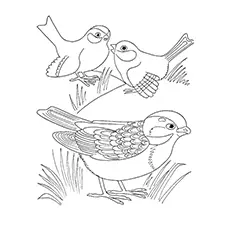 Sparrow Coloring Page - Dark Eyed Junco 