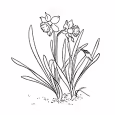 Double Daffodils Double Daffodils