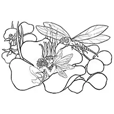 Dragonfly Coloring Page - Dragonfly With Butterfly Fairy