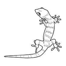 Gecko Coloring Pages - Dune Gecko