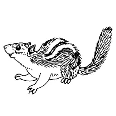 Chipmunk Coloring Pages - Eastern-Chipmunk