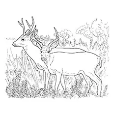 Elk Coloring Pages - Eastern Elk