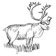 Elk Coloring Pages - Elk Wandering For Food