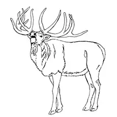 Elk Coloring Pages - Elk With Long Antlers