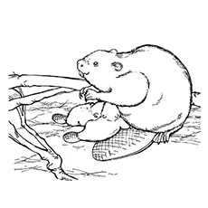 Eurasian Beaver Coloring Page to Print