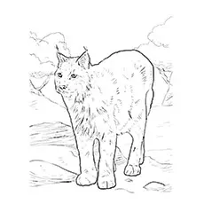 Eurasian Lynx Coloring Page