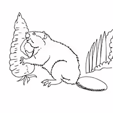 European Beaver European Beaver Eating Coloring Sheet For Kids