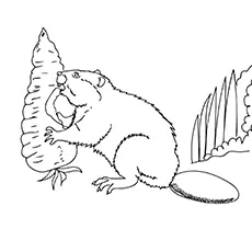 European Beaver Eating Coloring Sheet For Kids