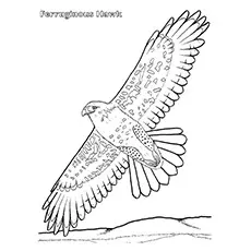 Ferruginous Hawk Coloring Pages