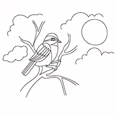 Field Sparrow Field Sparrow