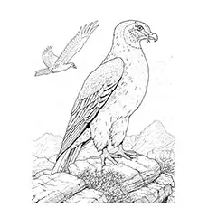 Formidable Hunter Hawk Coloring Pages