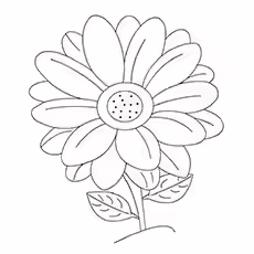 Gerber Daisy Coloring Picture Gerber Daisy Coloring Picture