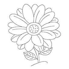 Gerber Daisy Coloring Picture 