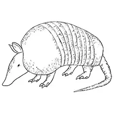 Giant Armadillo Coloring Pages