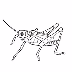 Grasshopper Coloring Page Grasshopper Coloring Page