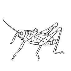 Grasshopper Coloring Page