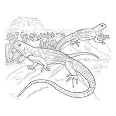 Iguana Coloring Page - Green Iguana