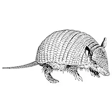 Hairy Armadillo Coloring Page