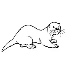 Hairy-Nosed Otter Coloring Page