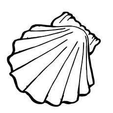 Clam Coloring Page - Hard Clam