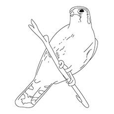 Harris’s Hawk Coloring Pages